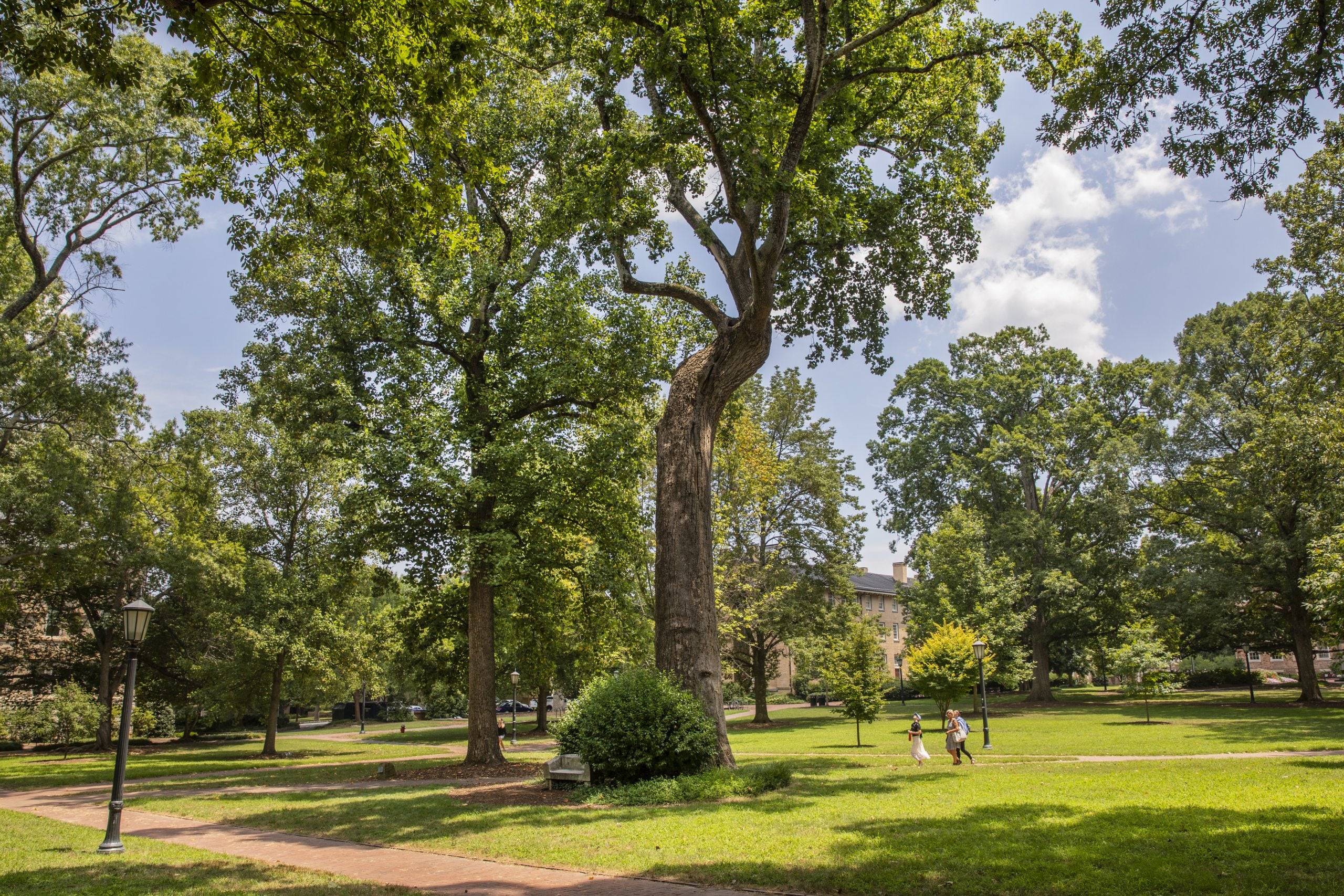 Davie Poplar tree in the center of McCorkle Place on the campus of UNC-Chapel Hill on a sunny day.