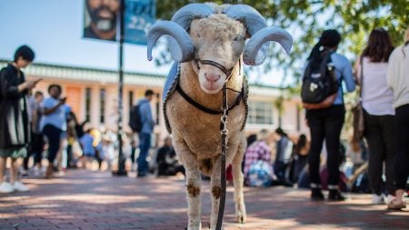 Rameses in blue horns in the Pit