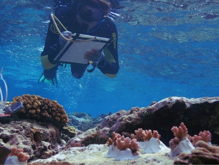 A scientist in scuba gear documenting corals underwater
