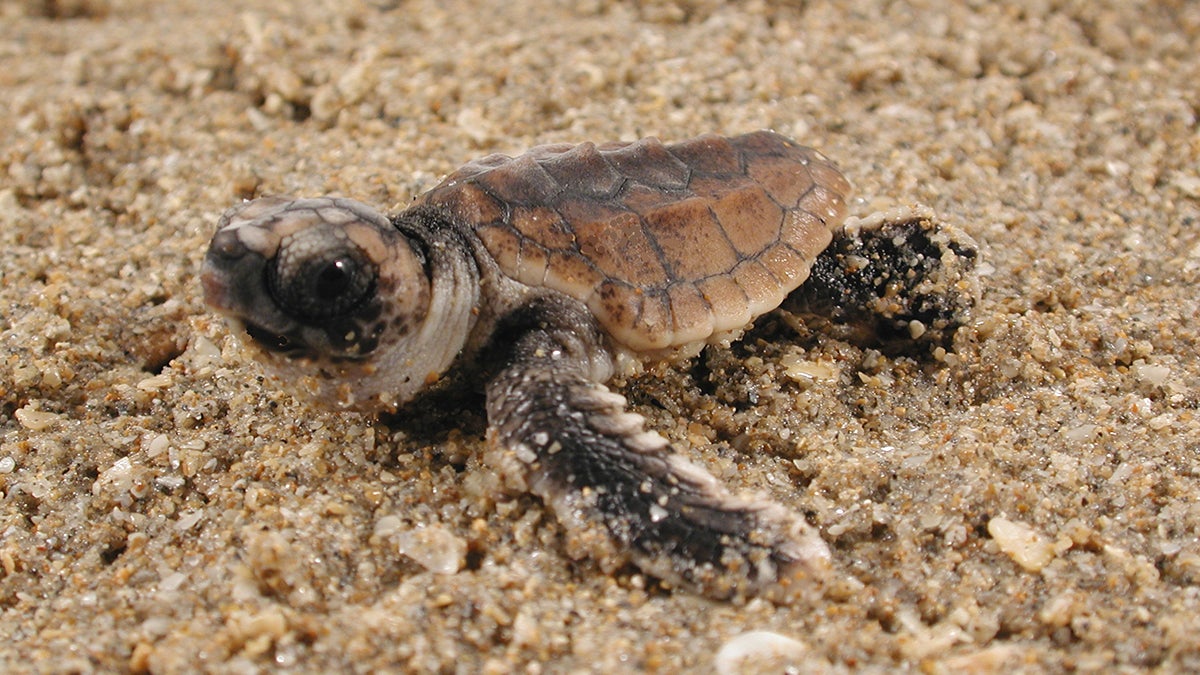Close-up image of a small sea turtle on sand.
