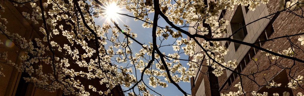 Springtime white leaves on a low-hanging branch of a tree in between two buildings. The sun shines in the upper left corner.