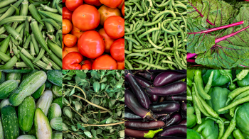 Freshly harvested vegetables from the Carolina Community Garden.
