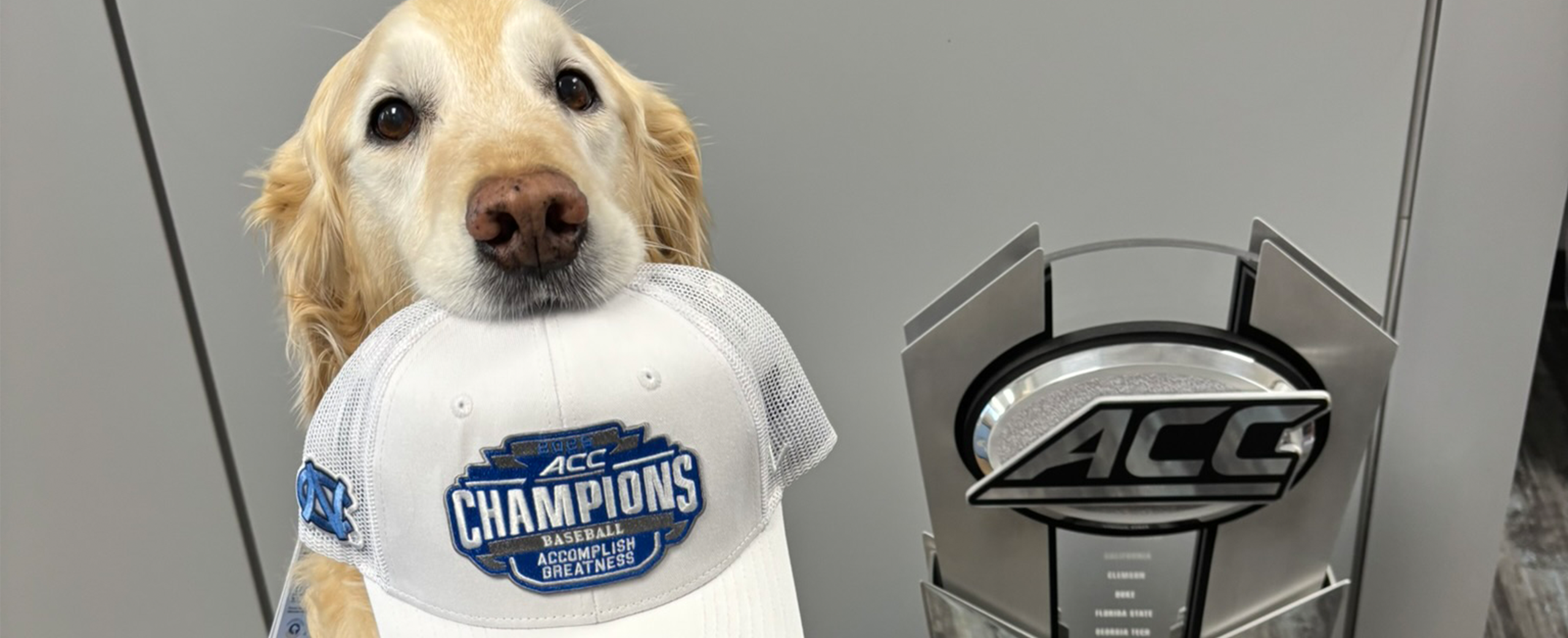 Remington holding ACC baseball cap in mouth next to the ACC trophy.