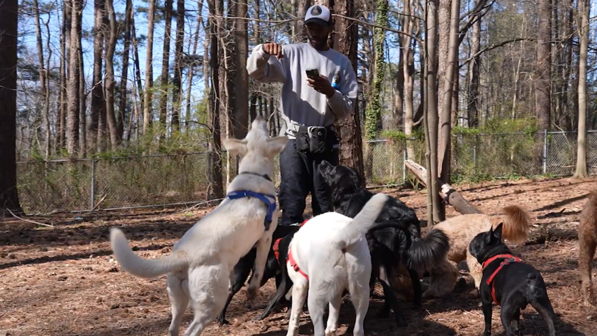 Baden Jaxen feeding dogs.