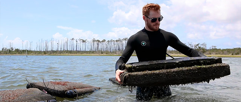 A Carolina researcher works in the water.